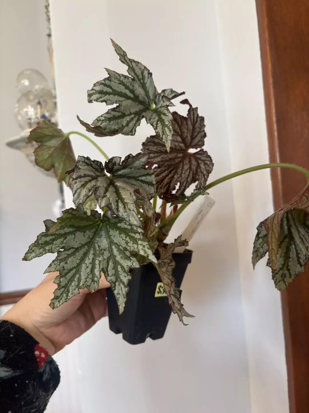 Begonia spacestars Heidi  thumbnail