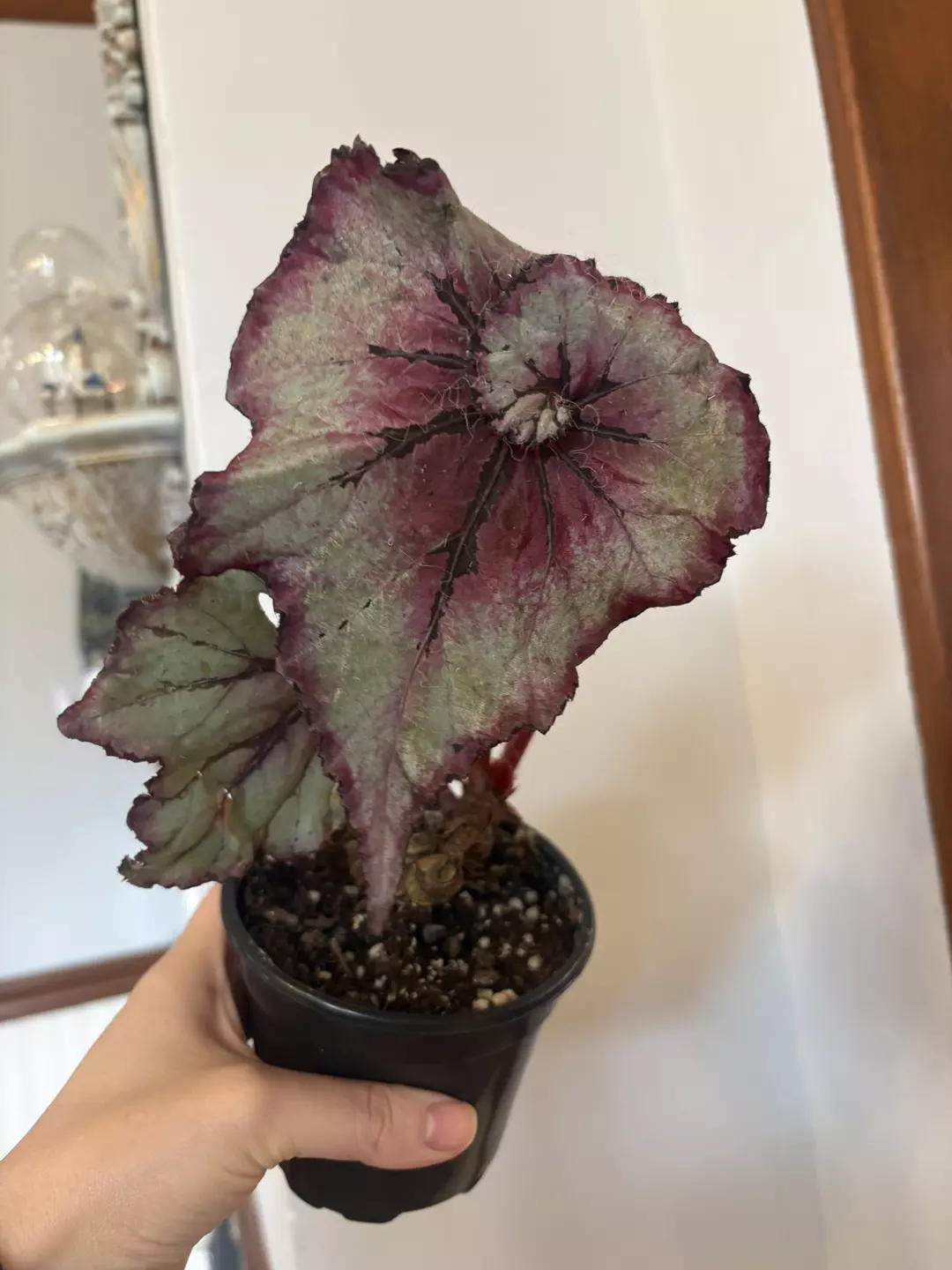 No id Rex begonia  thumbnail