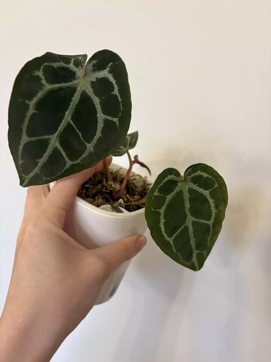 Tezula red crystal  thumbnail