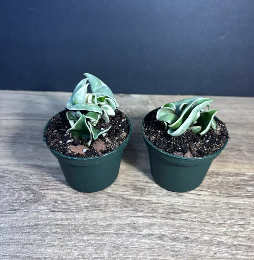 Hoya Carnosa Compacta Rope Variegated 3” - 2pk thumbnail