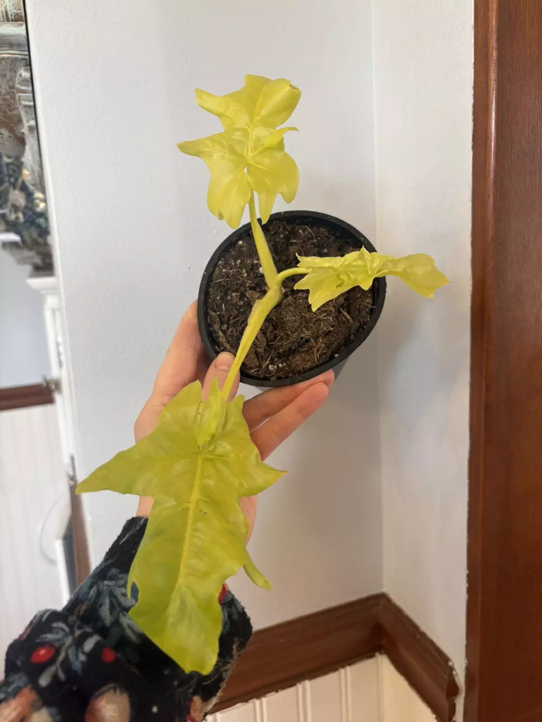 Philodendron warscezii aurea  thumbnail