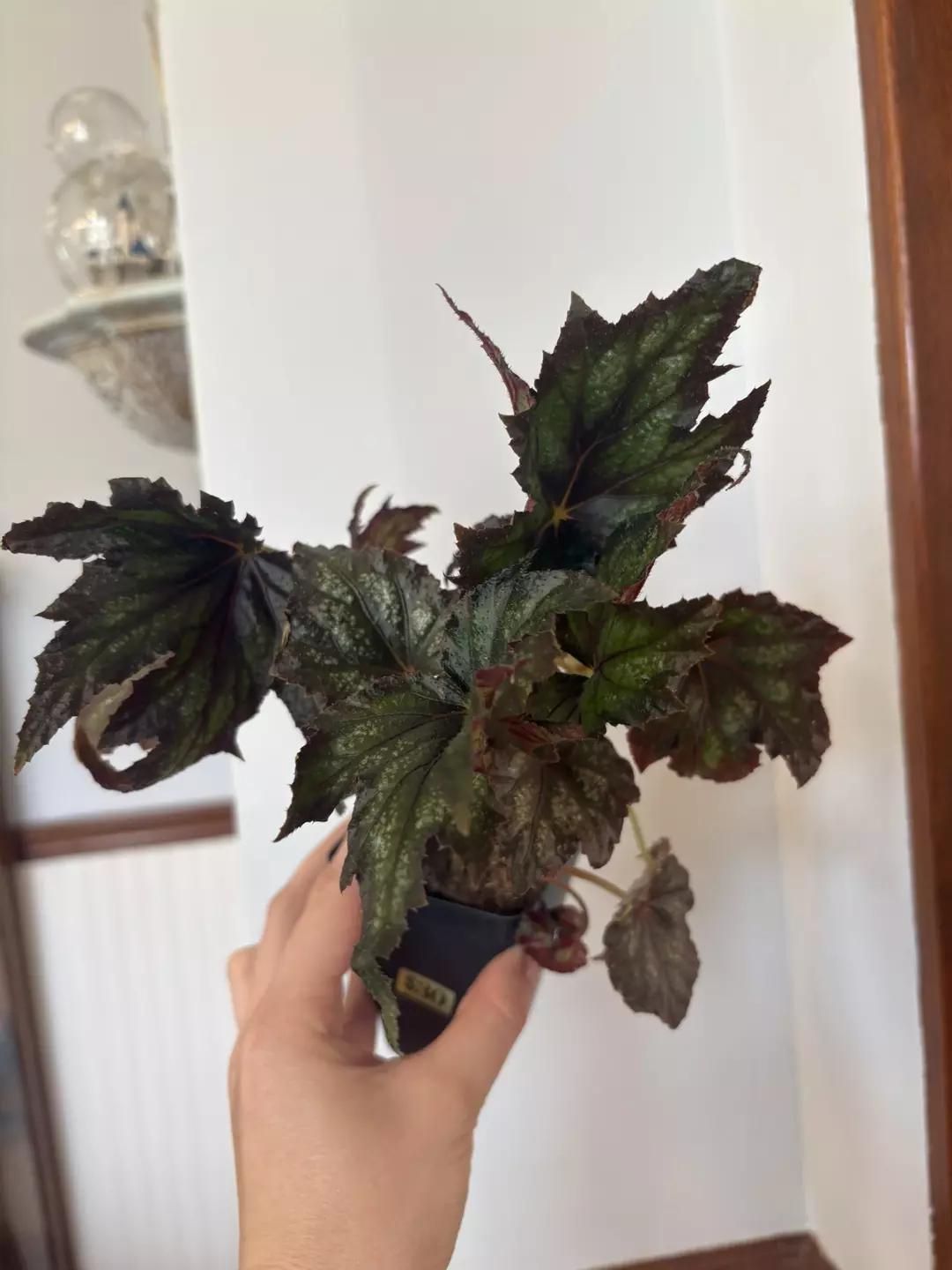 Begonia spacestars Smyrna  thumbnail