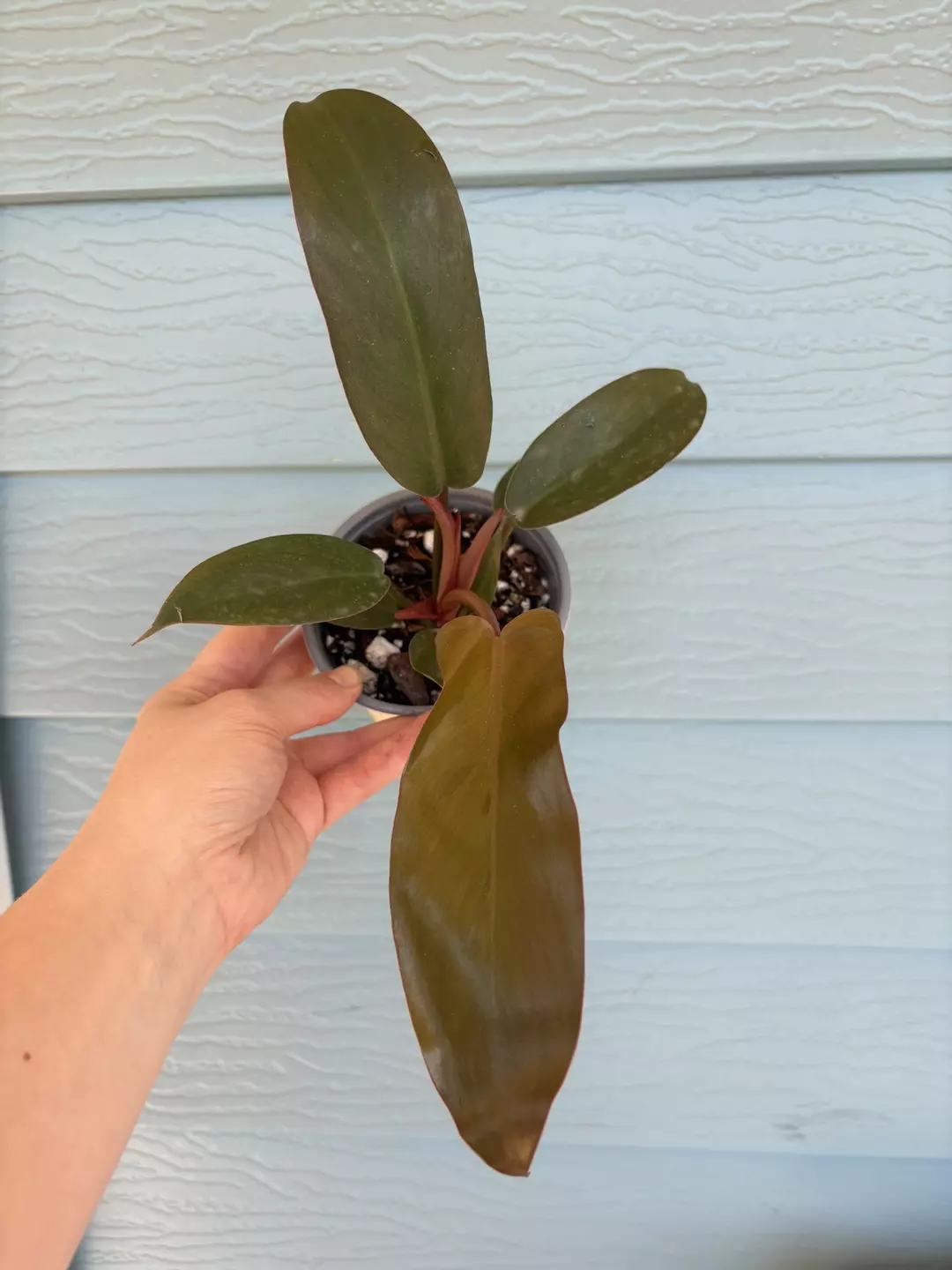 Florida bronze  thumbnail