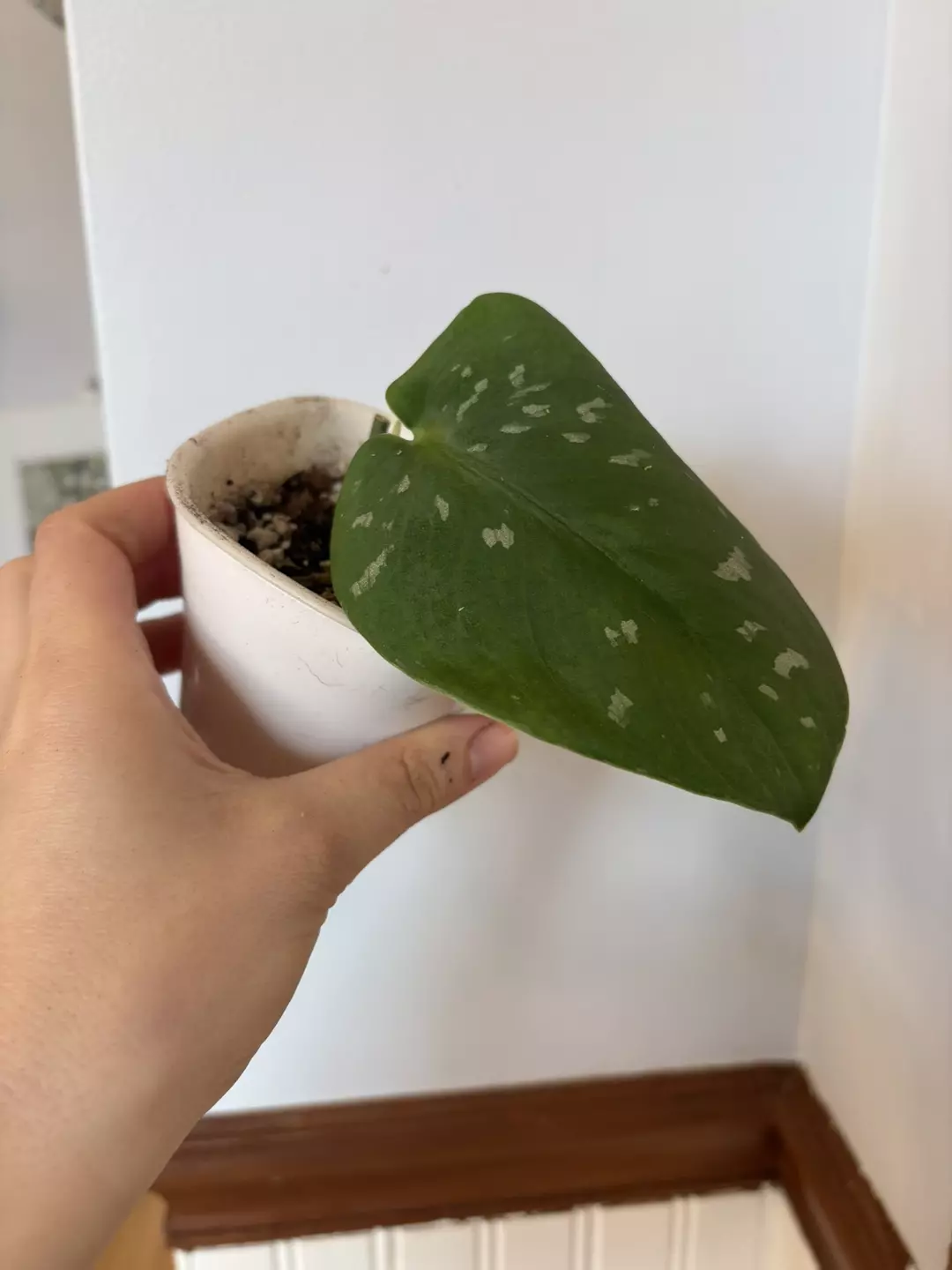 Scindapsus sentarum  thumbnail