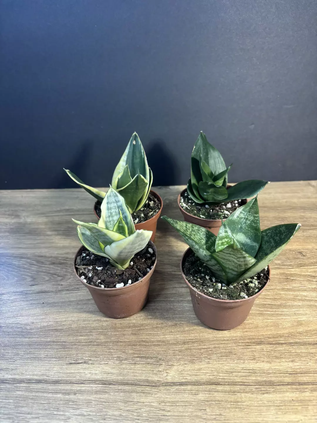 Sansevieria 3” Hahnii 4pc Bundle thumbnail