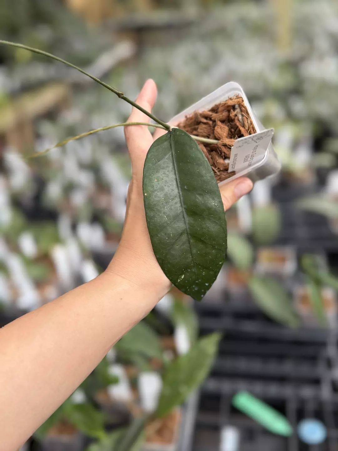 Hoya sp. Gunung Leuser NAD006 thumbnail