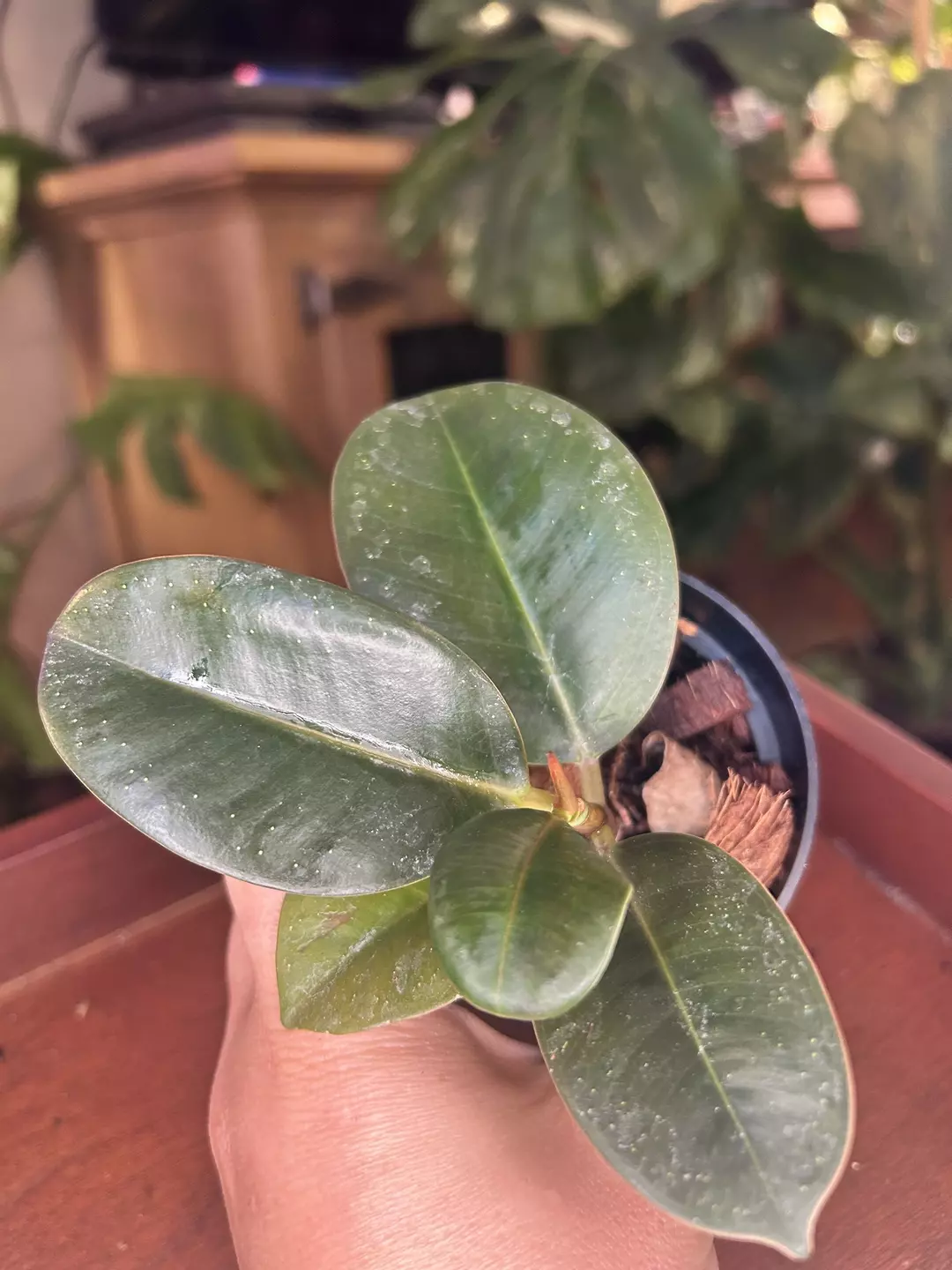 Ficus Rubber Tree thumbnail