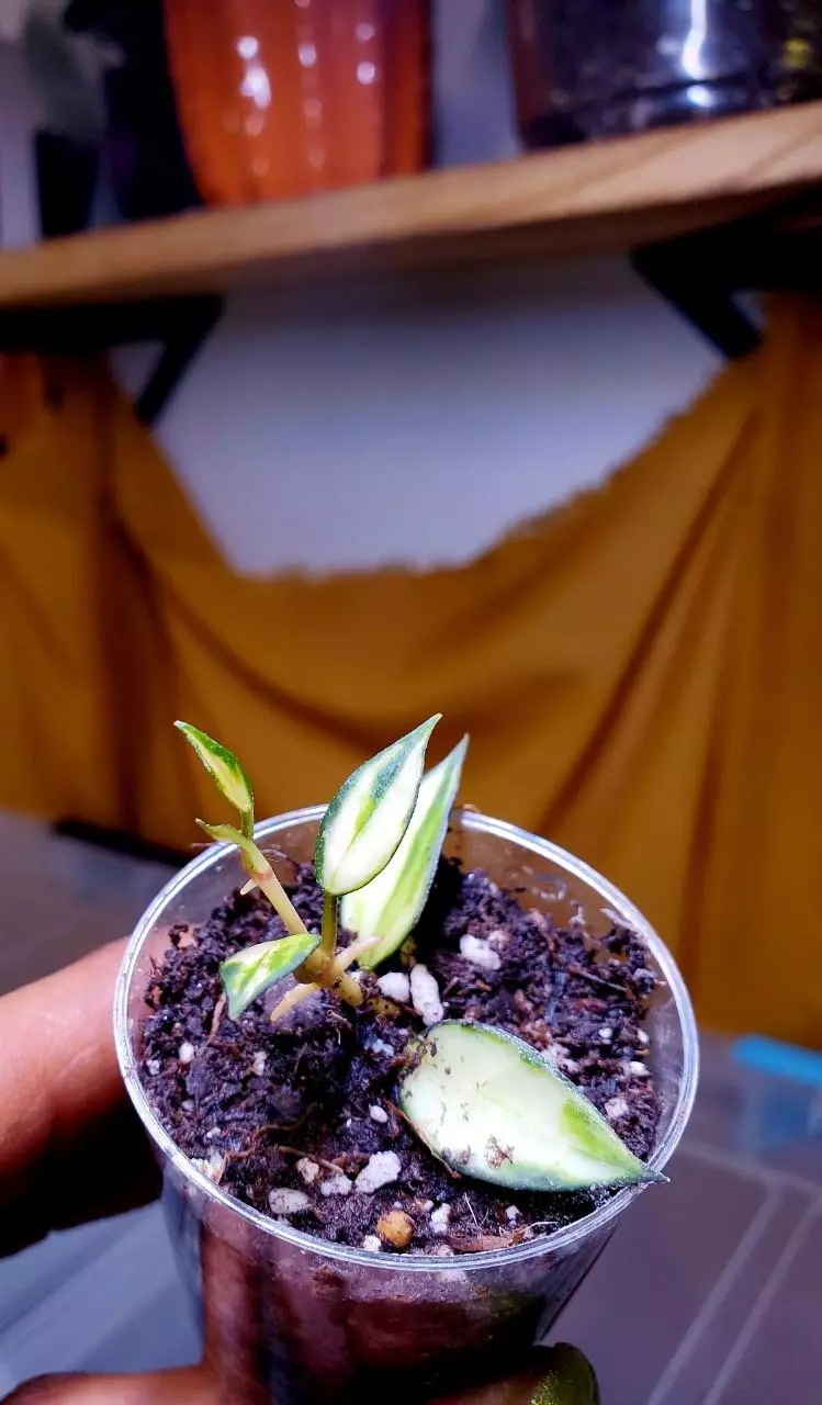 Hoya Lacunosa Variegated 🌱✨️🦄 Rooted Cuttings - GROWER'S CHOICE‼️ thumbnail