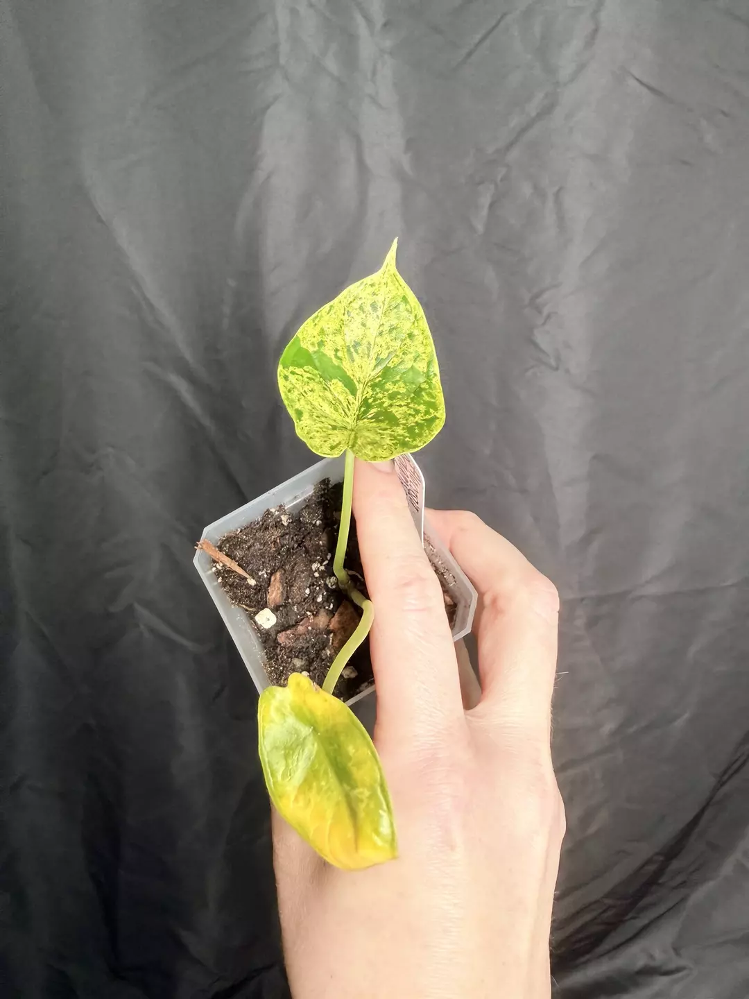3” Alocasia Dragon Scale Mint thumbnail