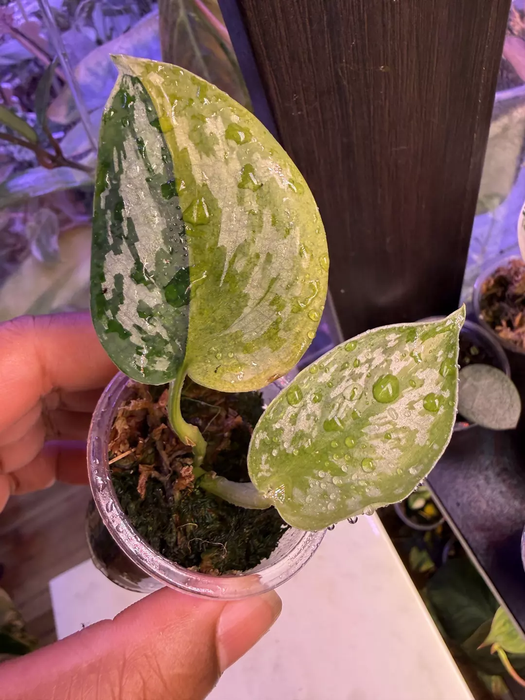 Scindapsus majika thumbnail