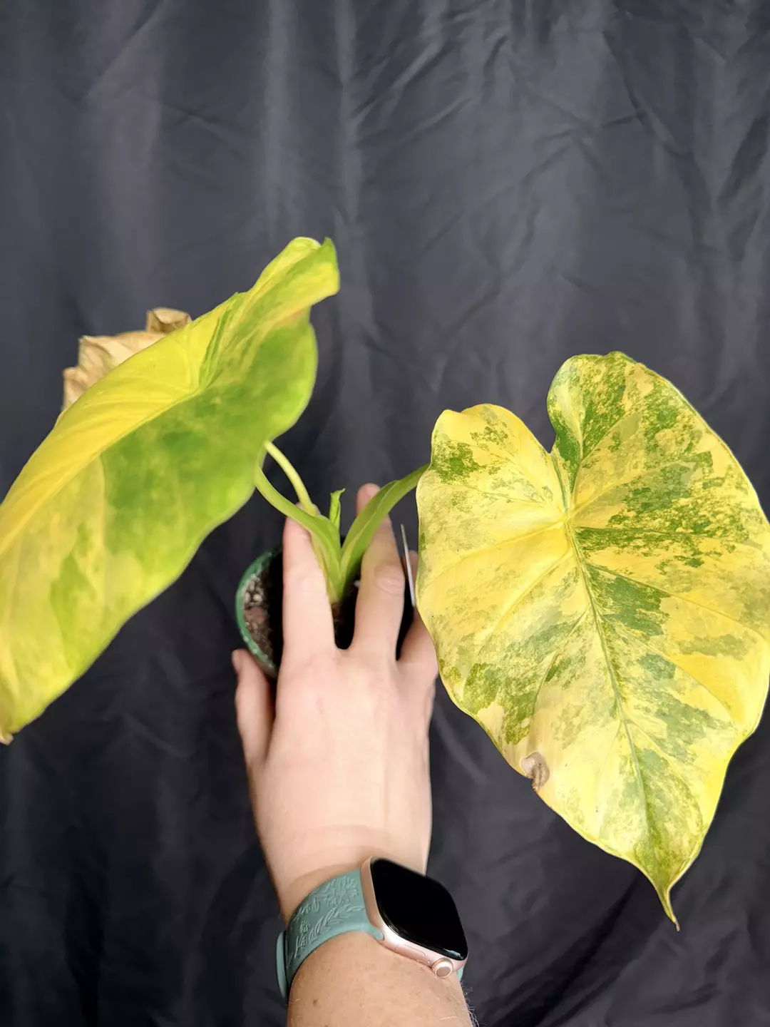 4” Alocasia Gageana Aurea 0205 thumbnail