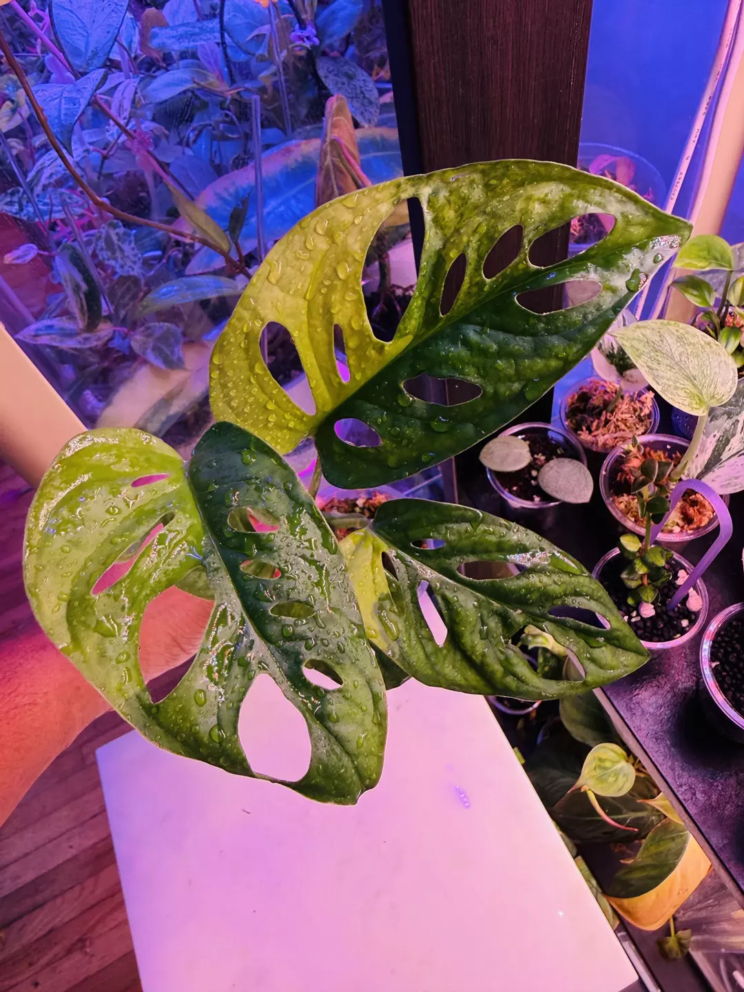 Monstera Adansonii aurea thumbnail