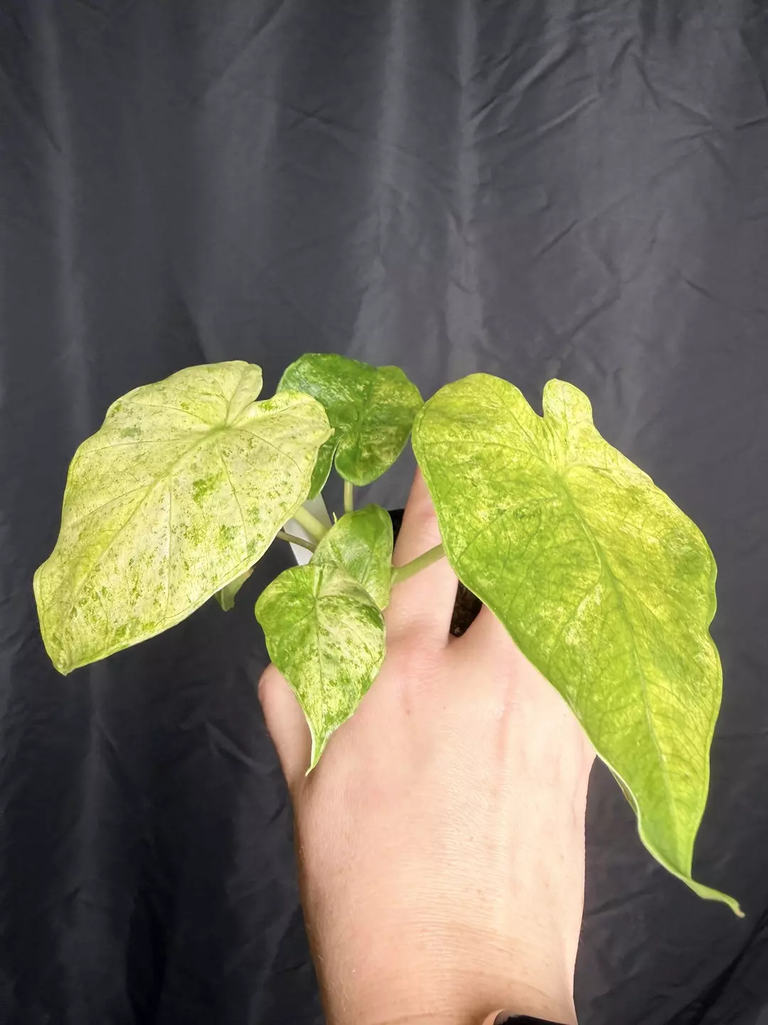 3” Alocasia Macrorrhiza Splash 0252 thumbnail