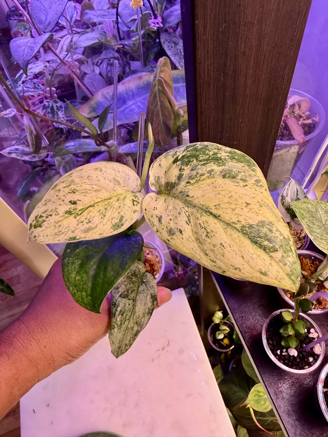 Jade albo mutant thumbnail