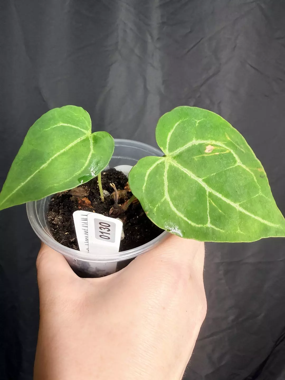 4” Anthurium Crytsallinum 0130 thumbnail