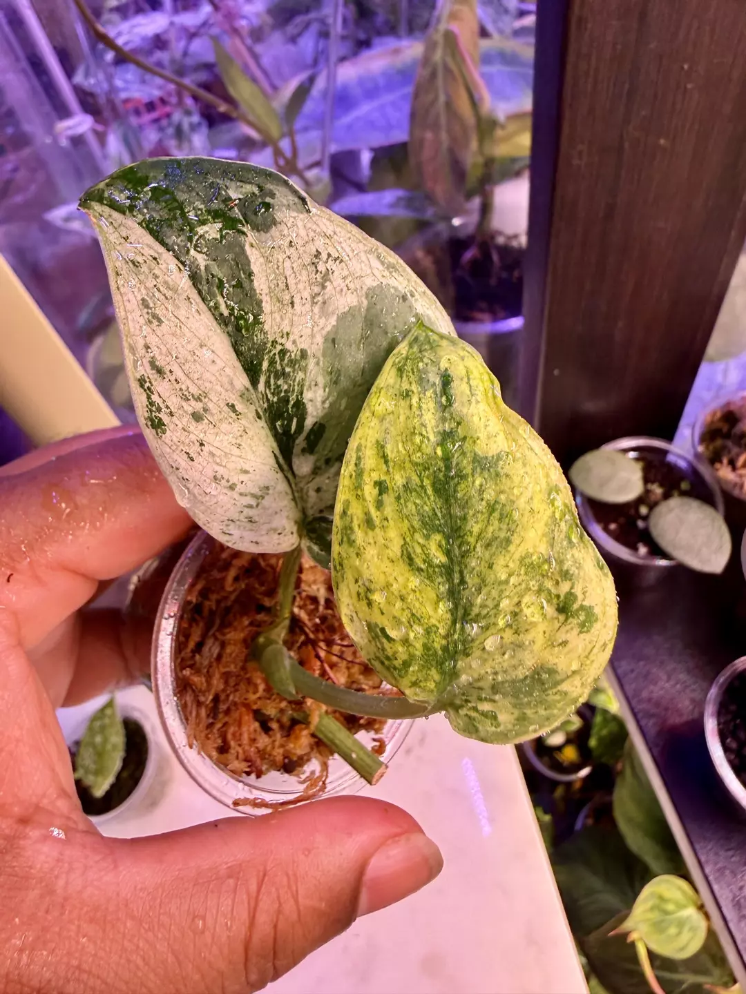 Scindapsus Jade albo mutant thumbnail