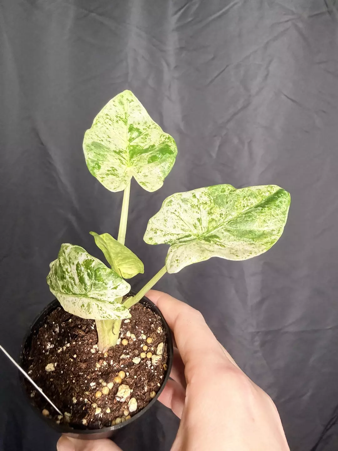 3” Alocasia Odora Batik 0254 thumbnail