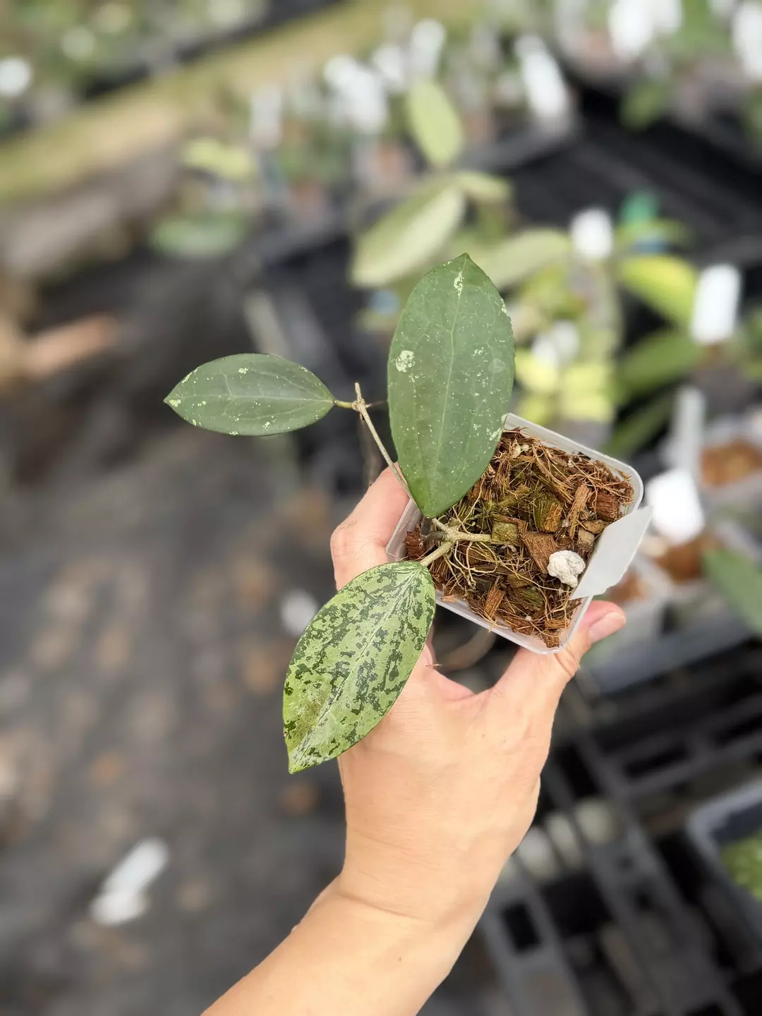 Hoya ah Santa thumbnail