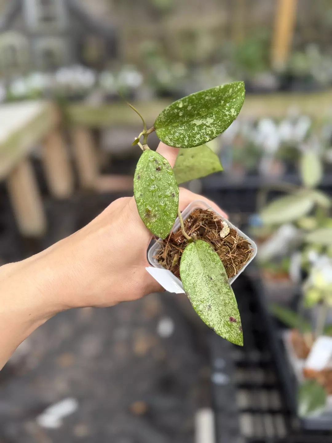 Hoya sp. Thien Phuc (Silver) thumbnail