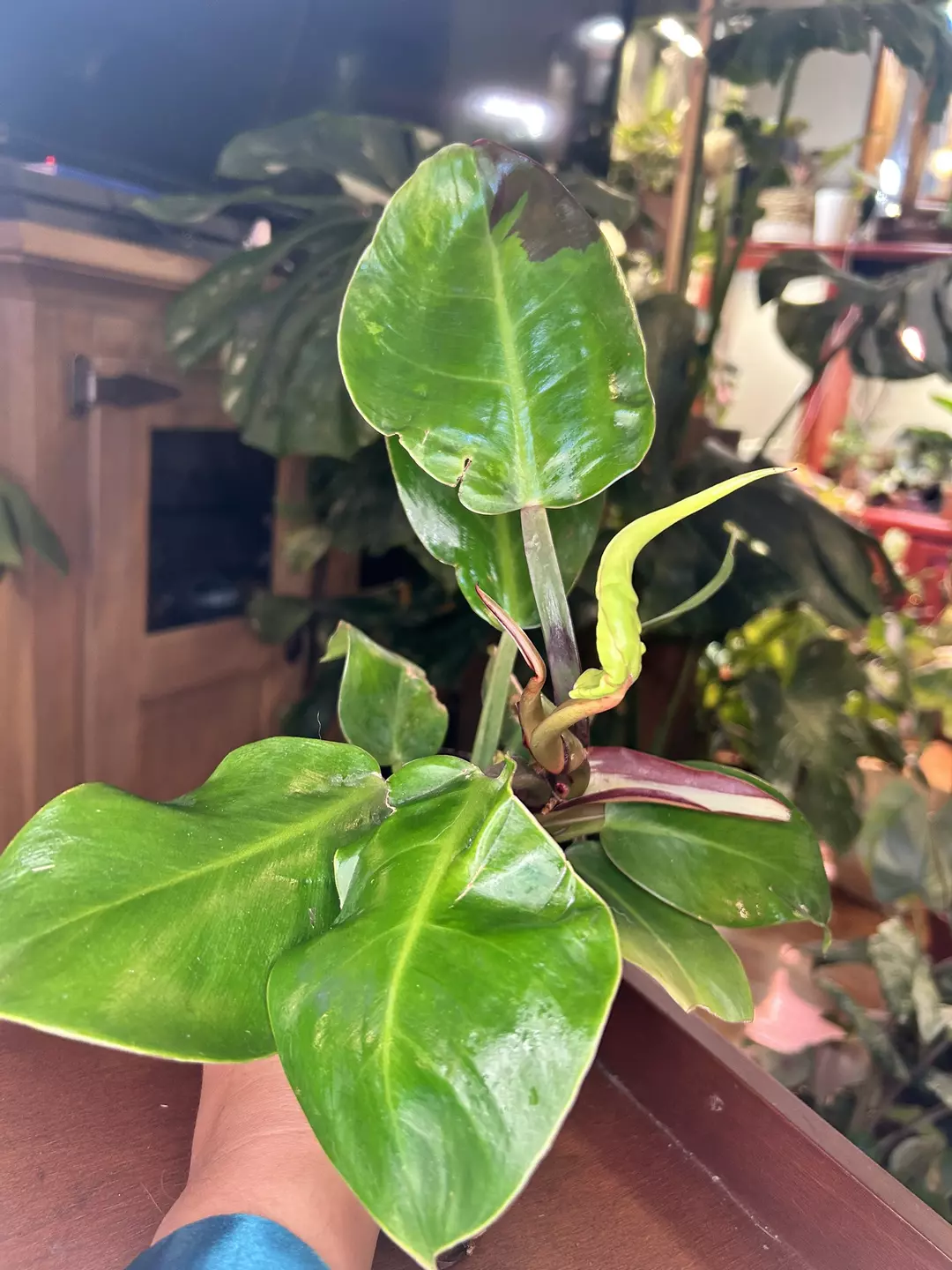 Philodendron Redmoon thumbnail