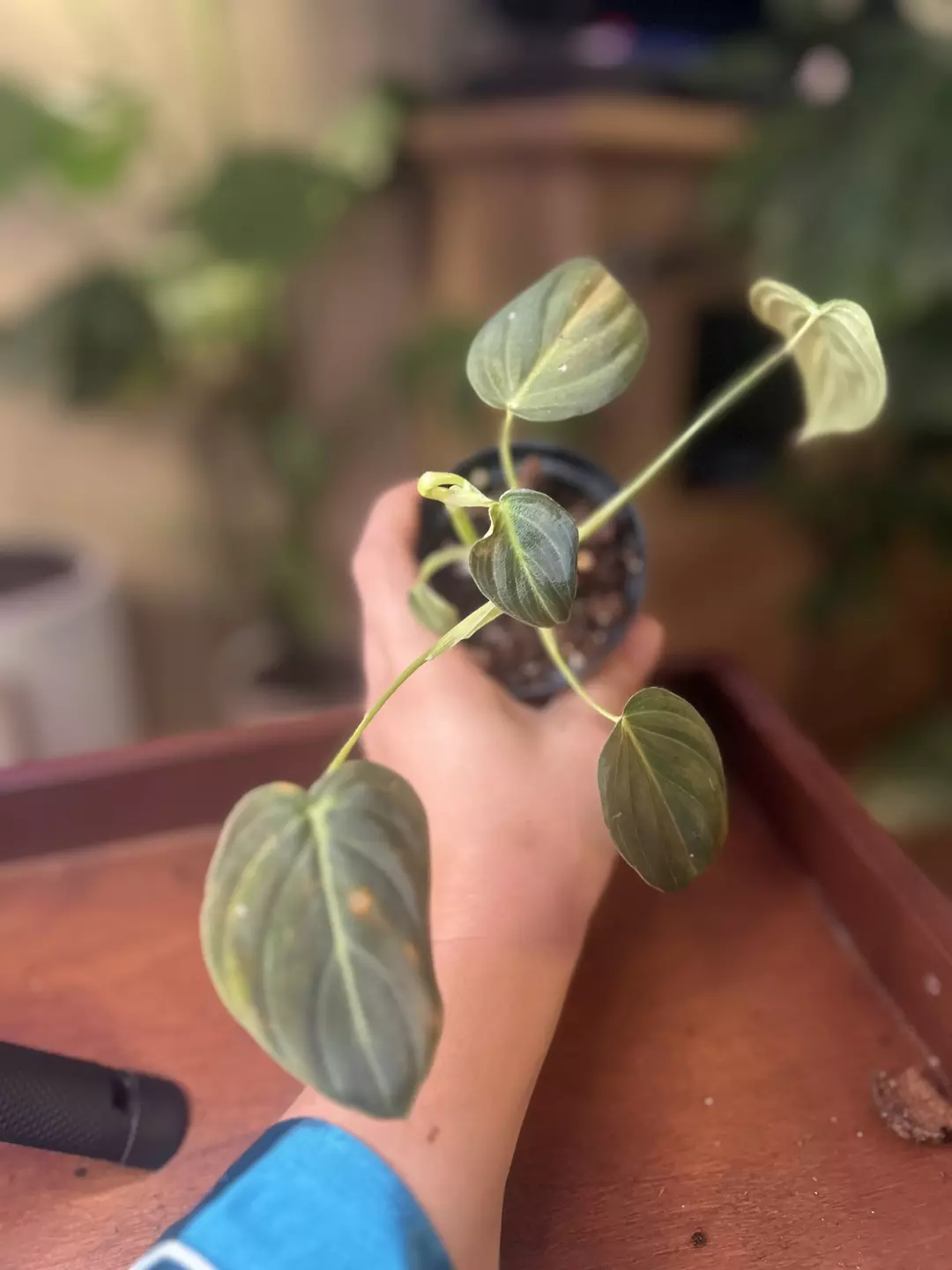 Philodendron Melanochrysum thumbnail