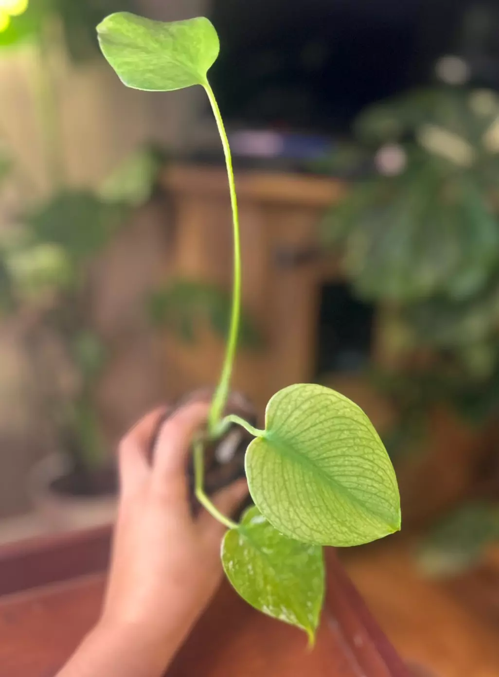 Mint Monstera thumbnail