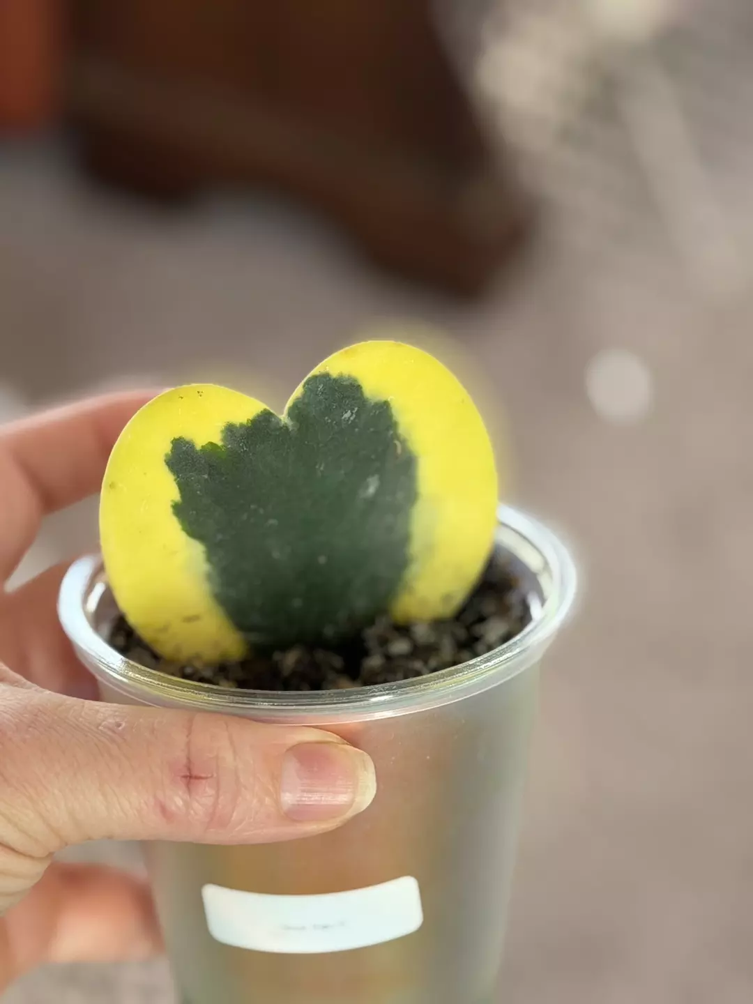 Hoya Kerii Variegated thumbnail