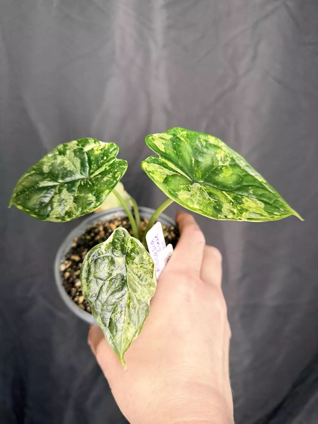 4” Alocasia Dragon Scale Albo 0208 thumbnail
