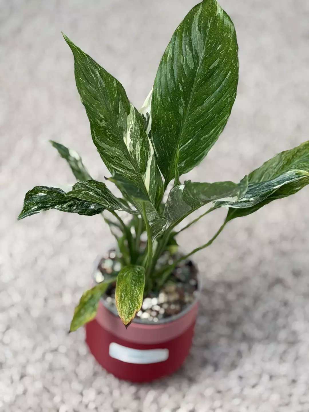 Spathiphyllim Domino Variegated thumbnail