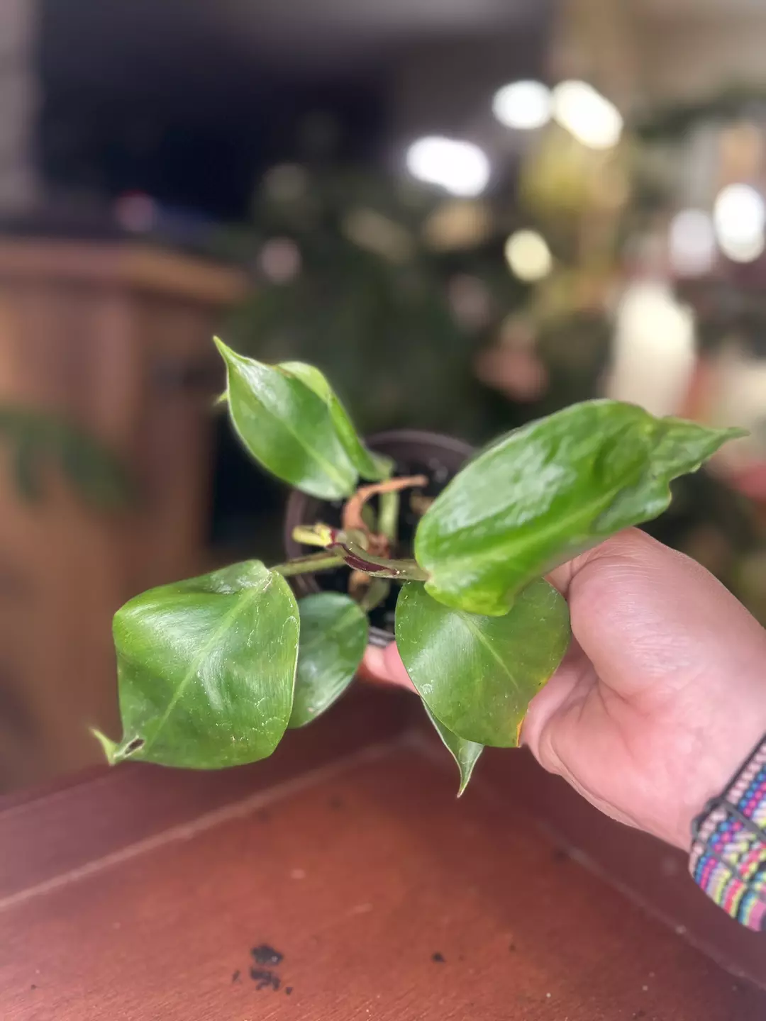 Philodendron RedMoon thumbnail
