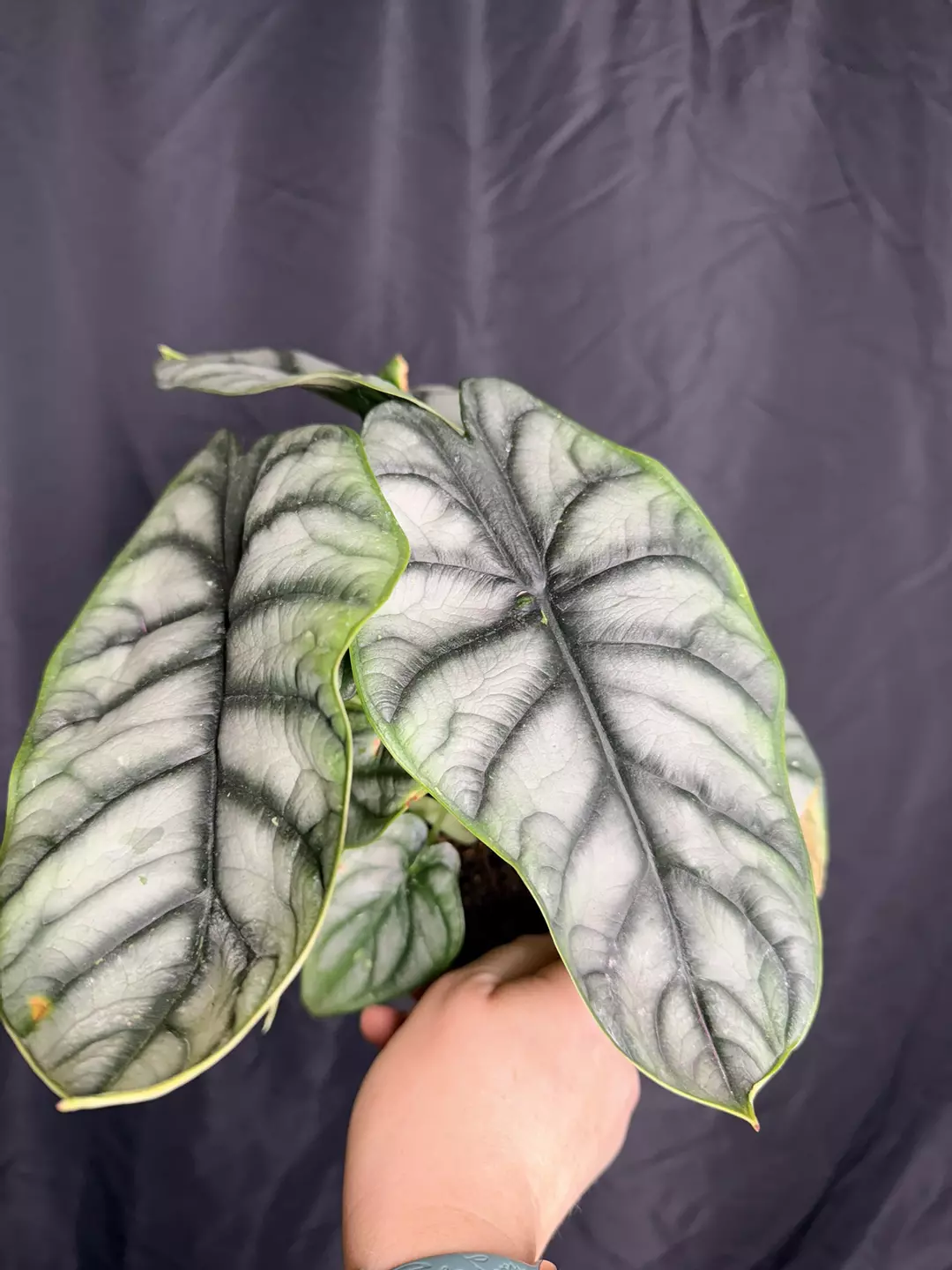 6” Alocasia Silver Dragon 0294- Multiple Plants in Pot thumbnail