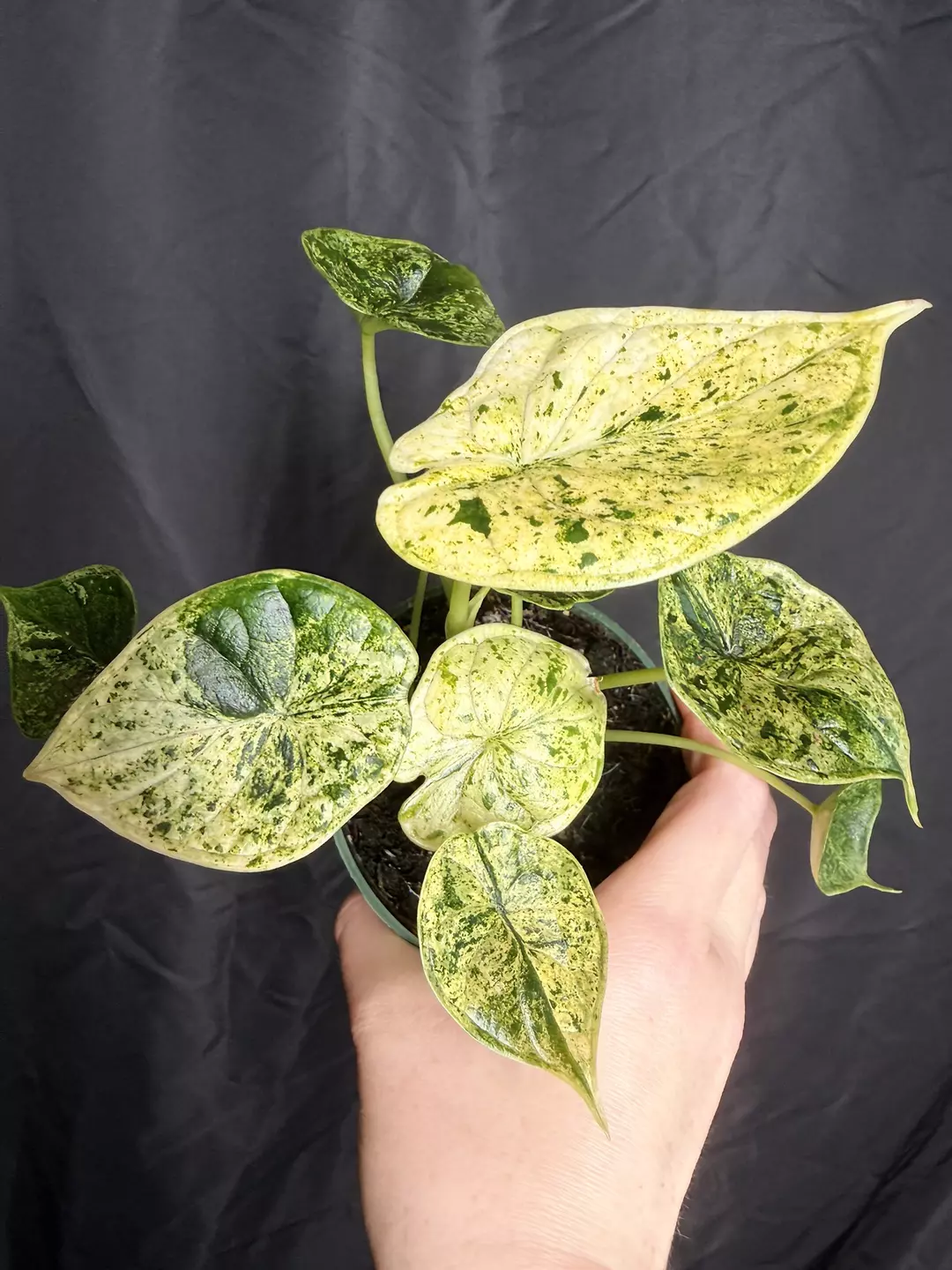 4” Alocasia Dragon Scale Mint 0209 - Multiple Plants in Pot thumbnail