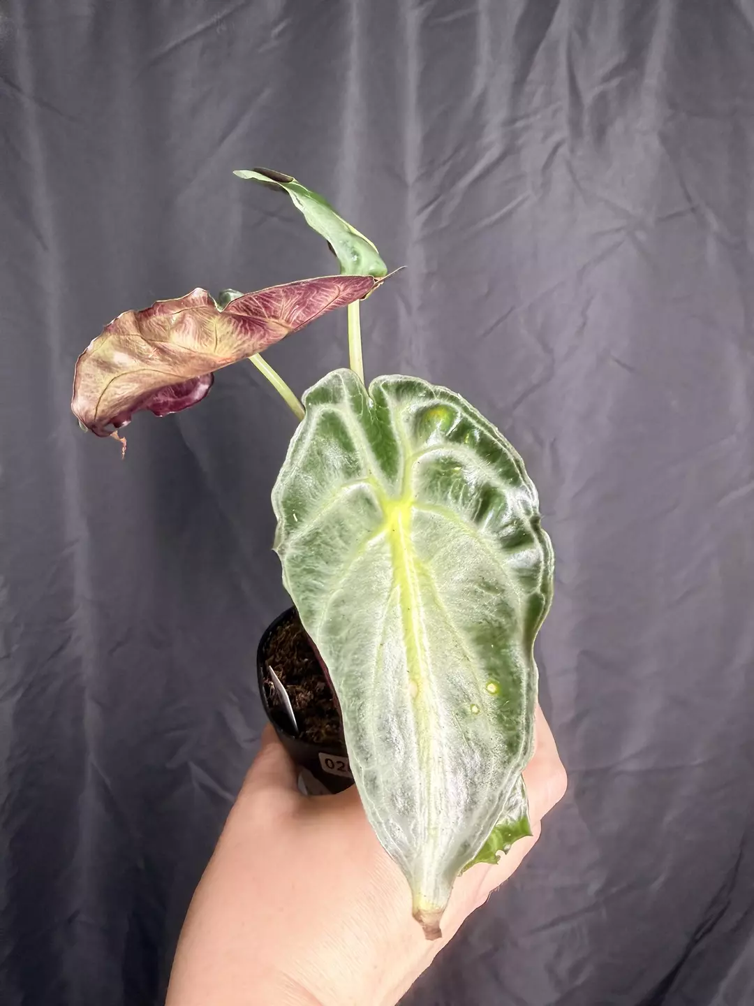4” Alocasia Venom 0204 - torn leaf thumbnail