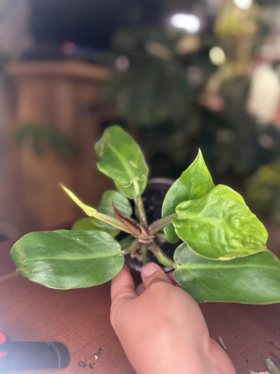 Philodendron Red Moon thumbnail
