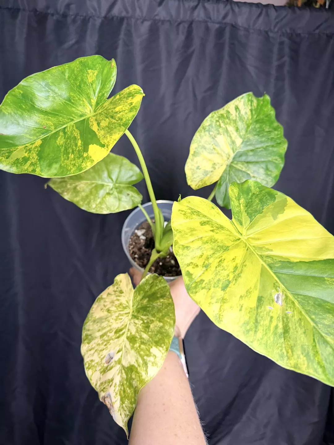 5” Alocasia Gageana Aurea 0207 thumbnail