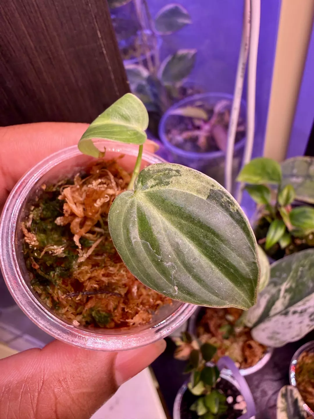 Variegated melano thumbnail