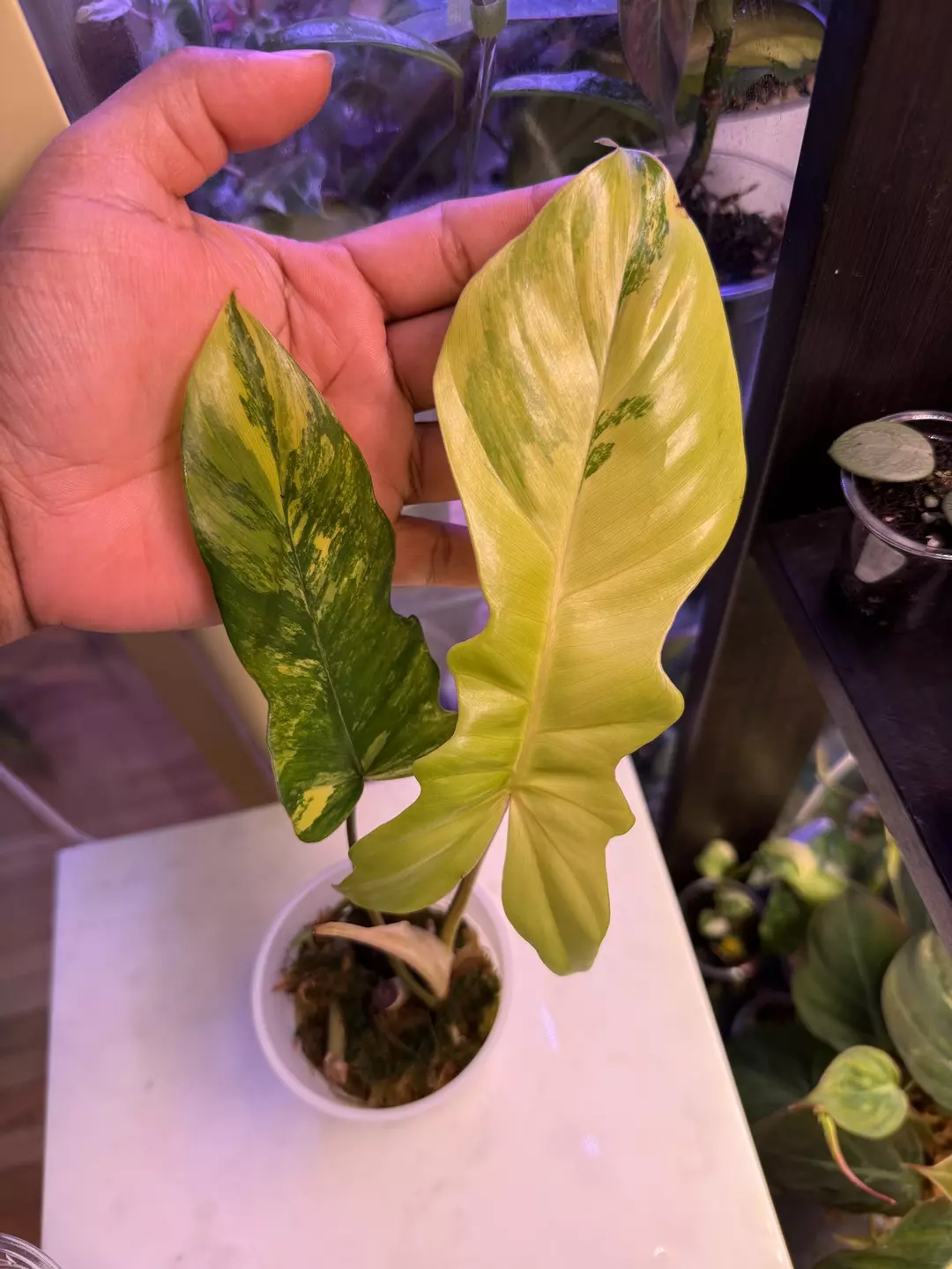 Flobe x mayoii thumbnail