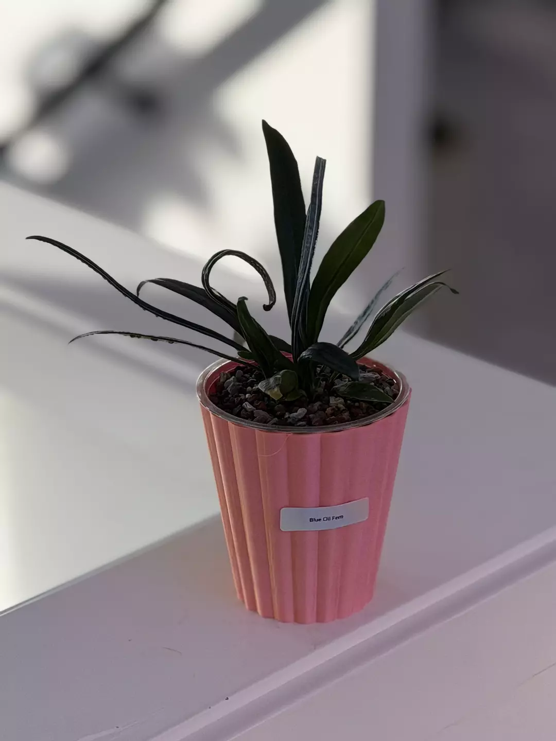 blue Oil Fern thumbnail