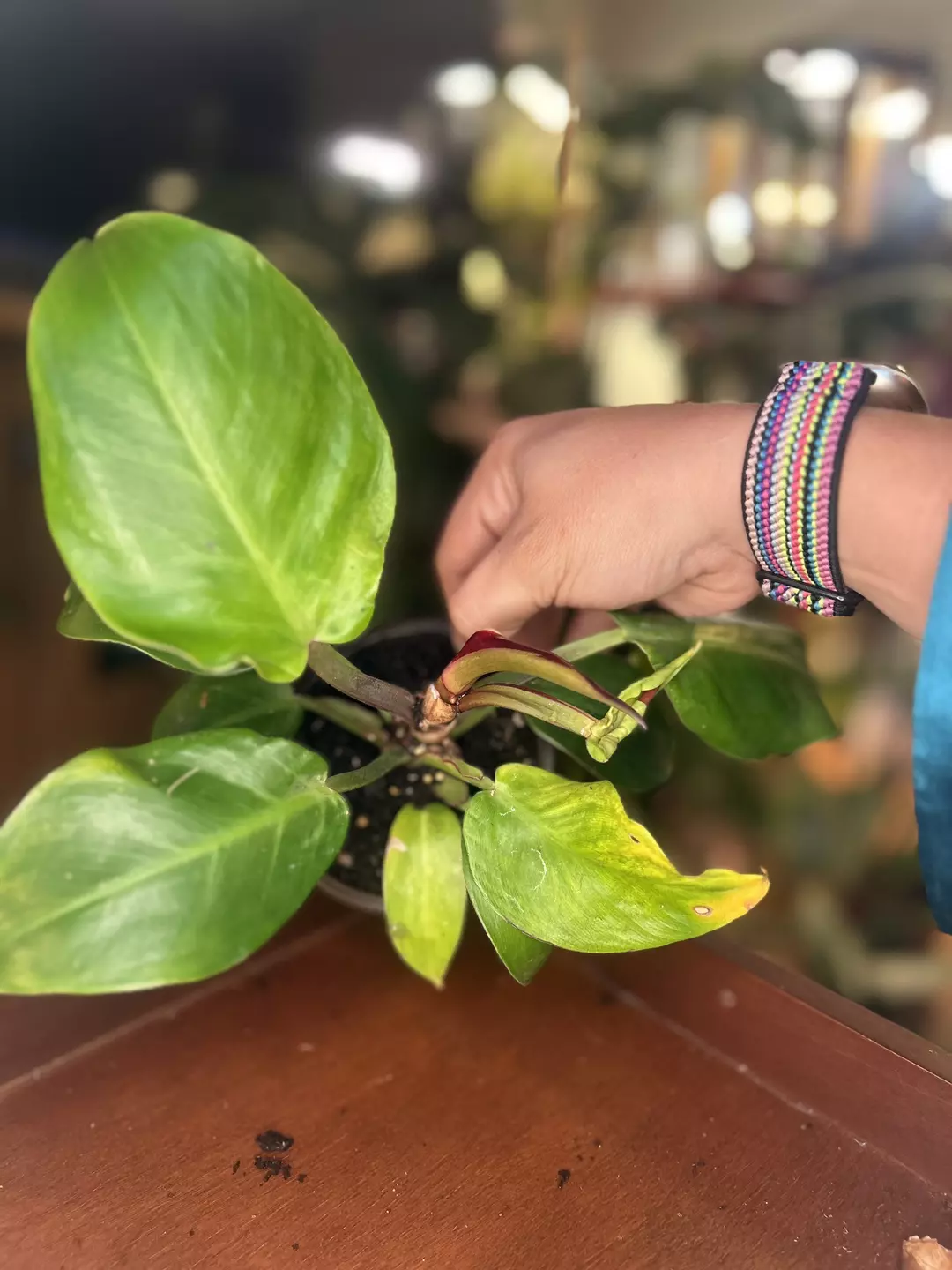 Philodendron Red Moon thumbnail