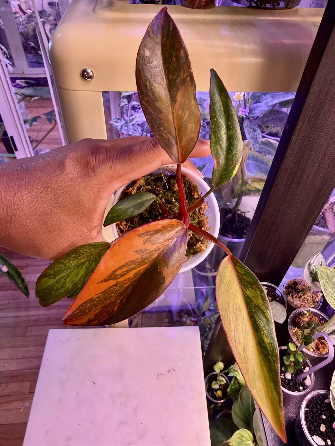 Orange princess Galaxy thumbnail