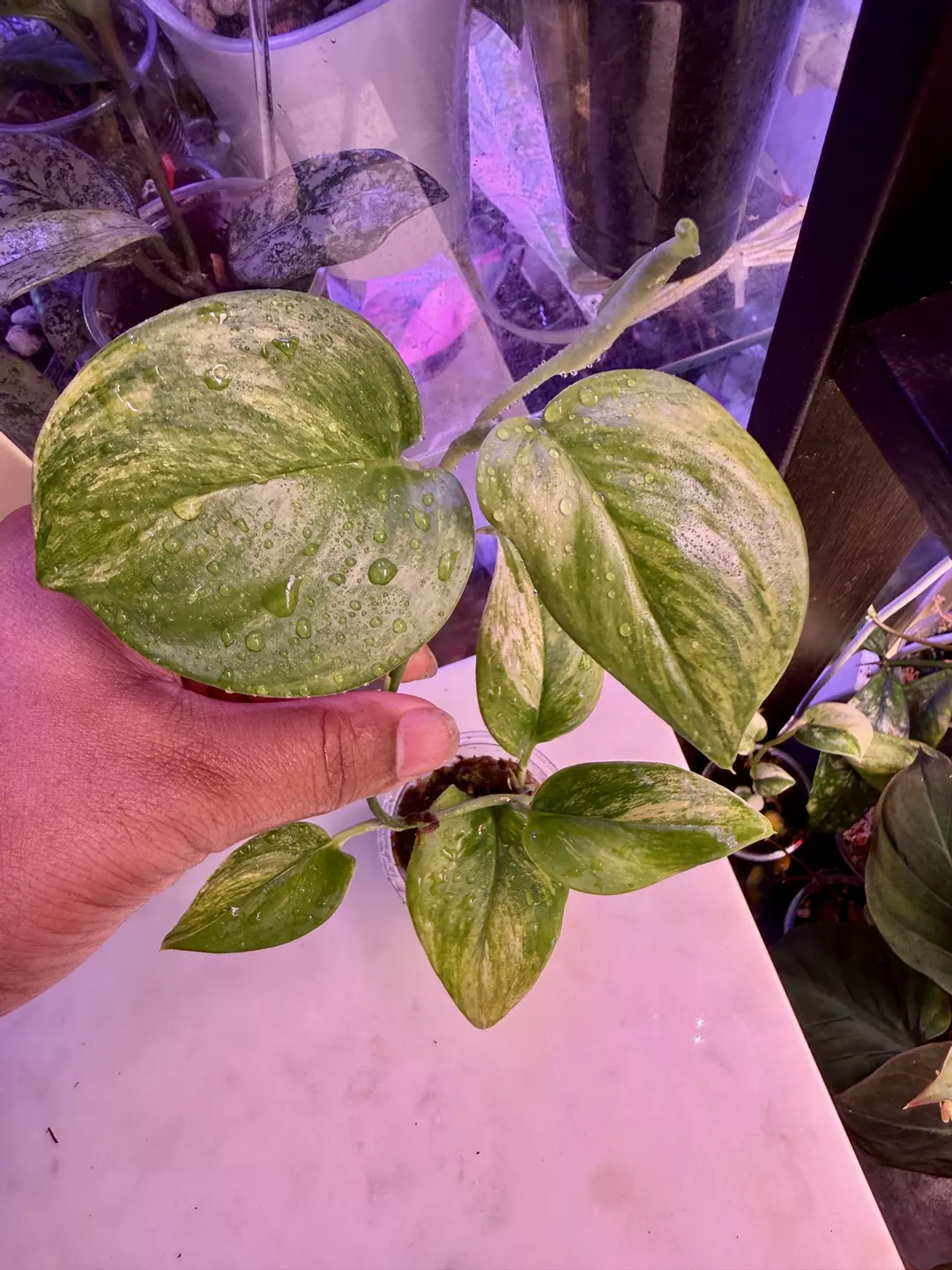 Scindapsus moonlight aurea thumbnail