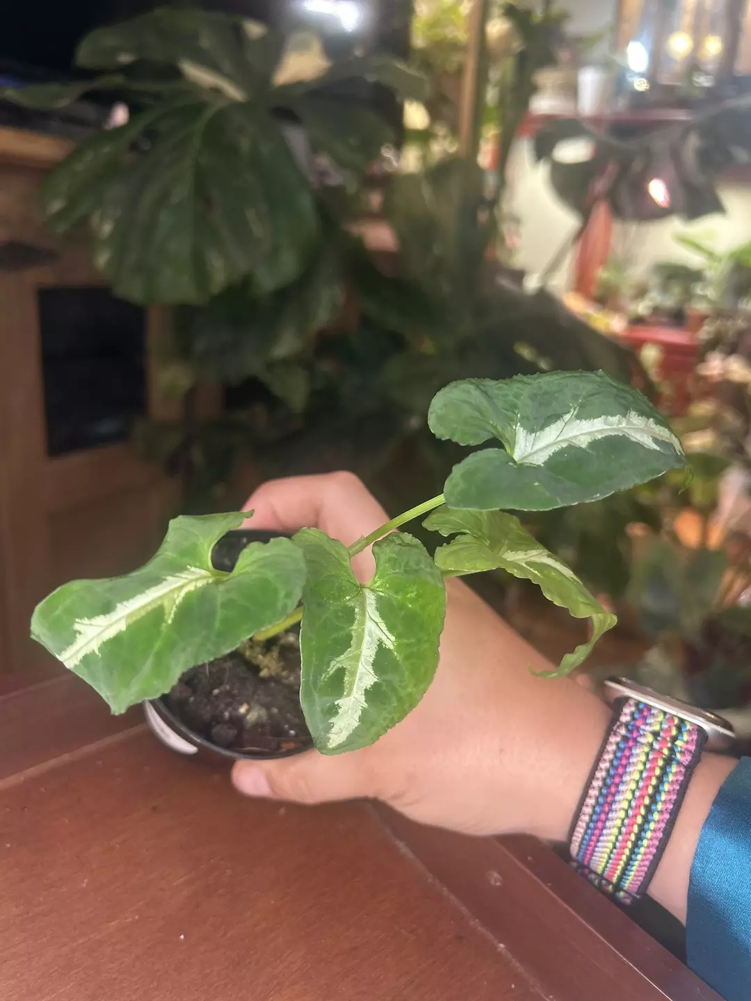 Syngonium Wendlandii thumbnail