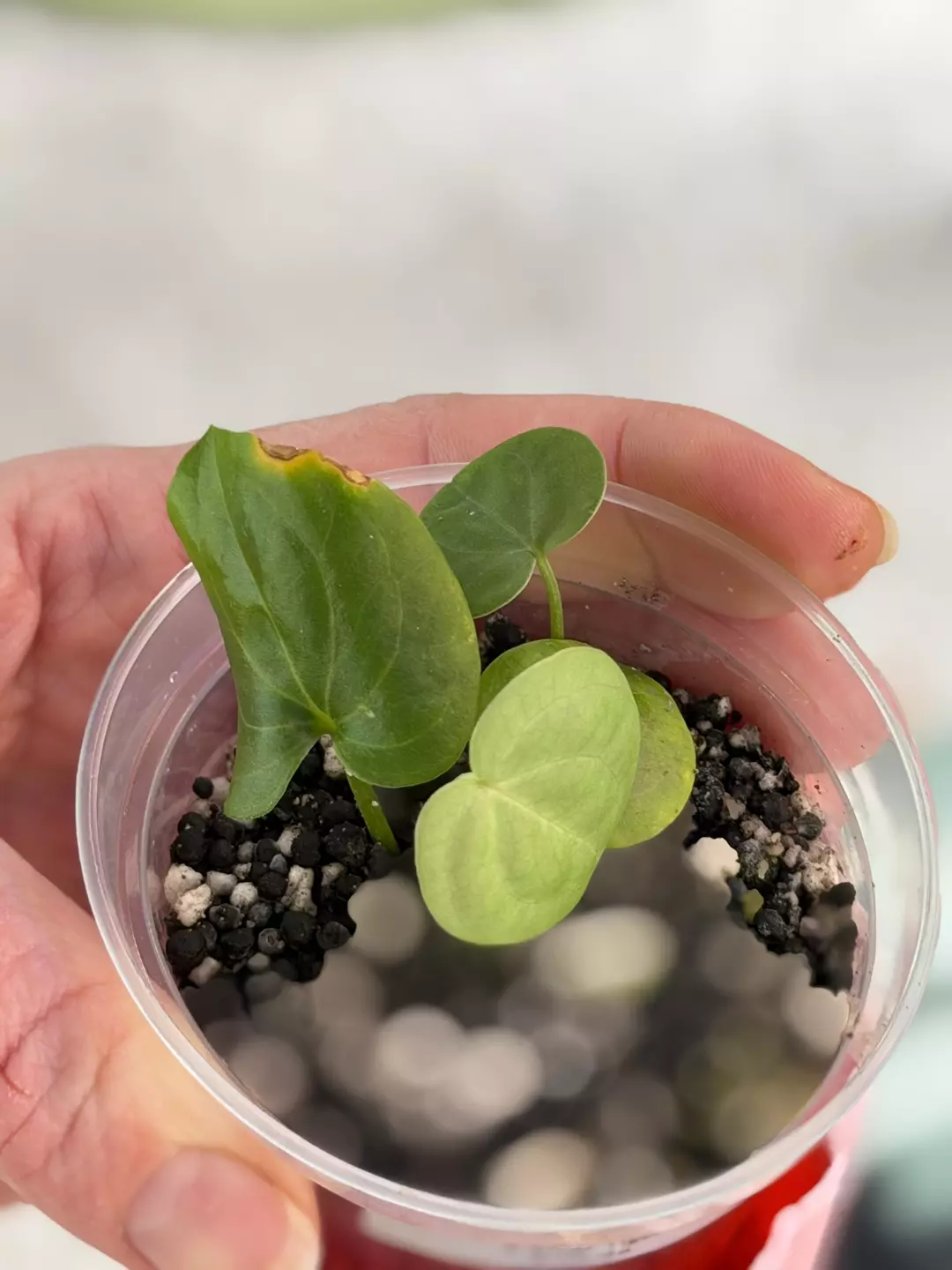 Anthurium Clarnervium x Silver Tiger thumbnail