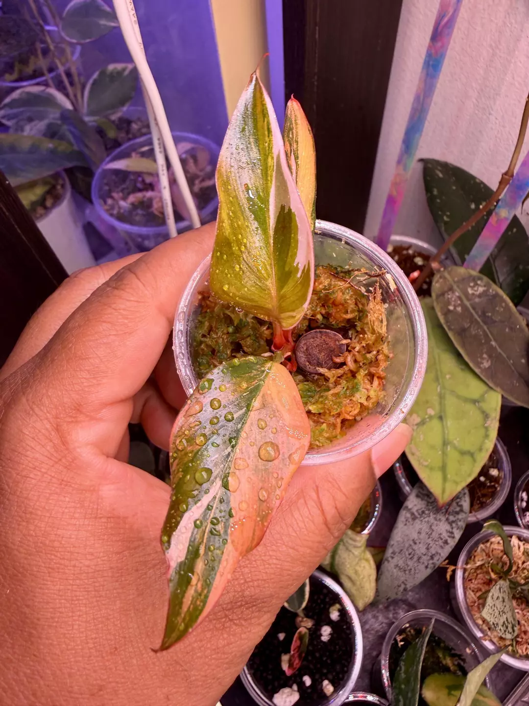 Fire princess thumbnail