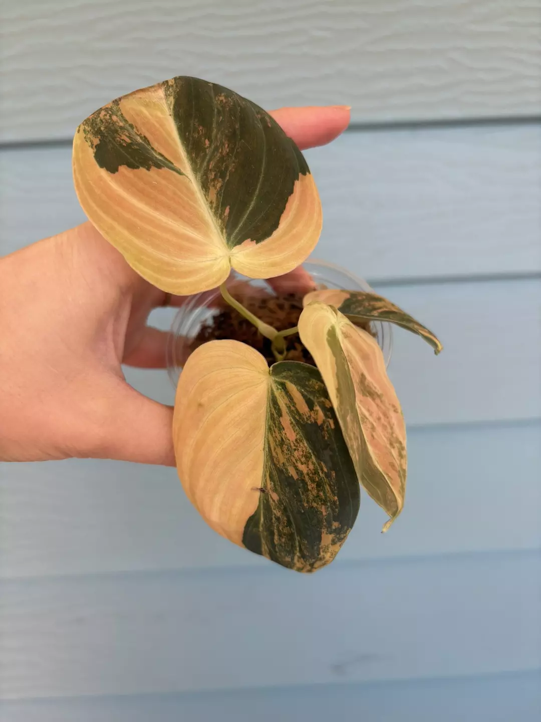 Orange melanochrysum thumbnail