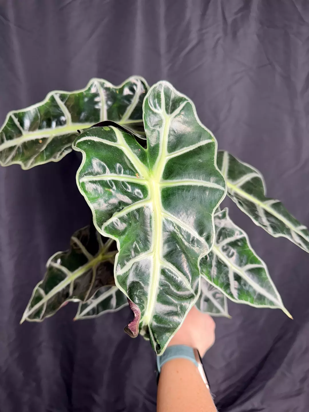 6” Alocasia Polly 0206 - Multiple Plants thumbnail