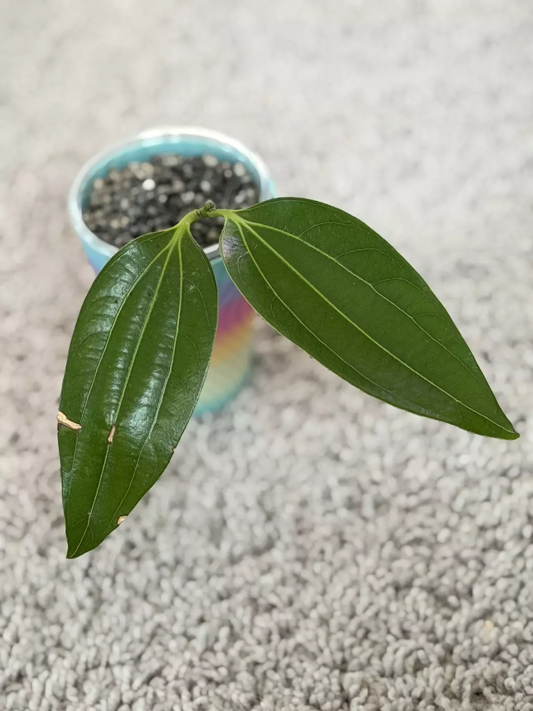 Cinnamomum Verum thumbnail