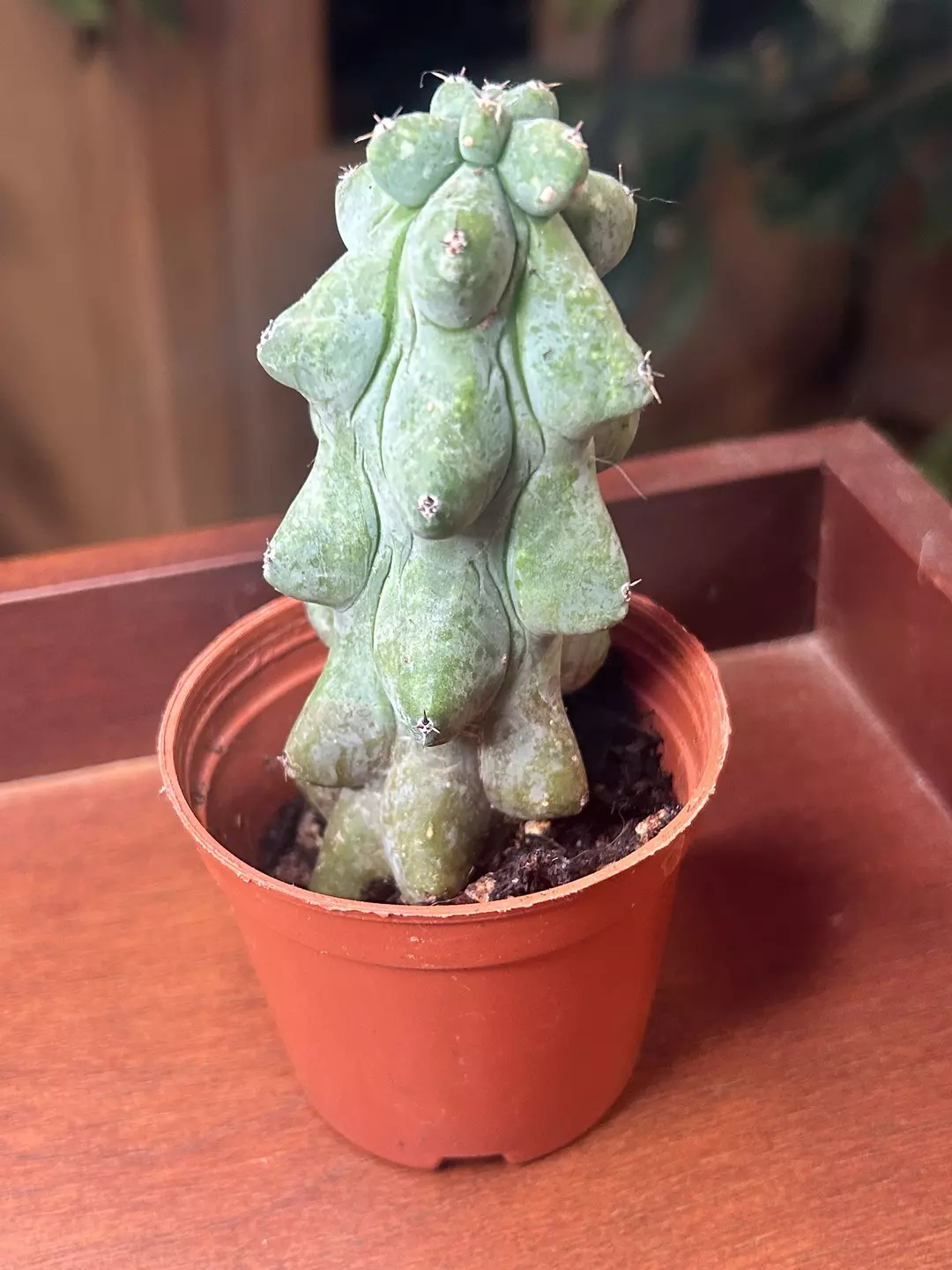 Myrtillocactus geometrizans thumbnail