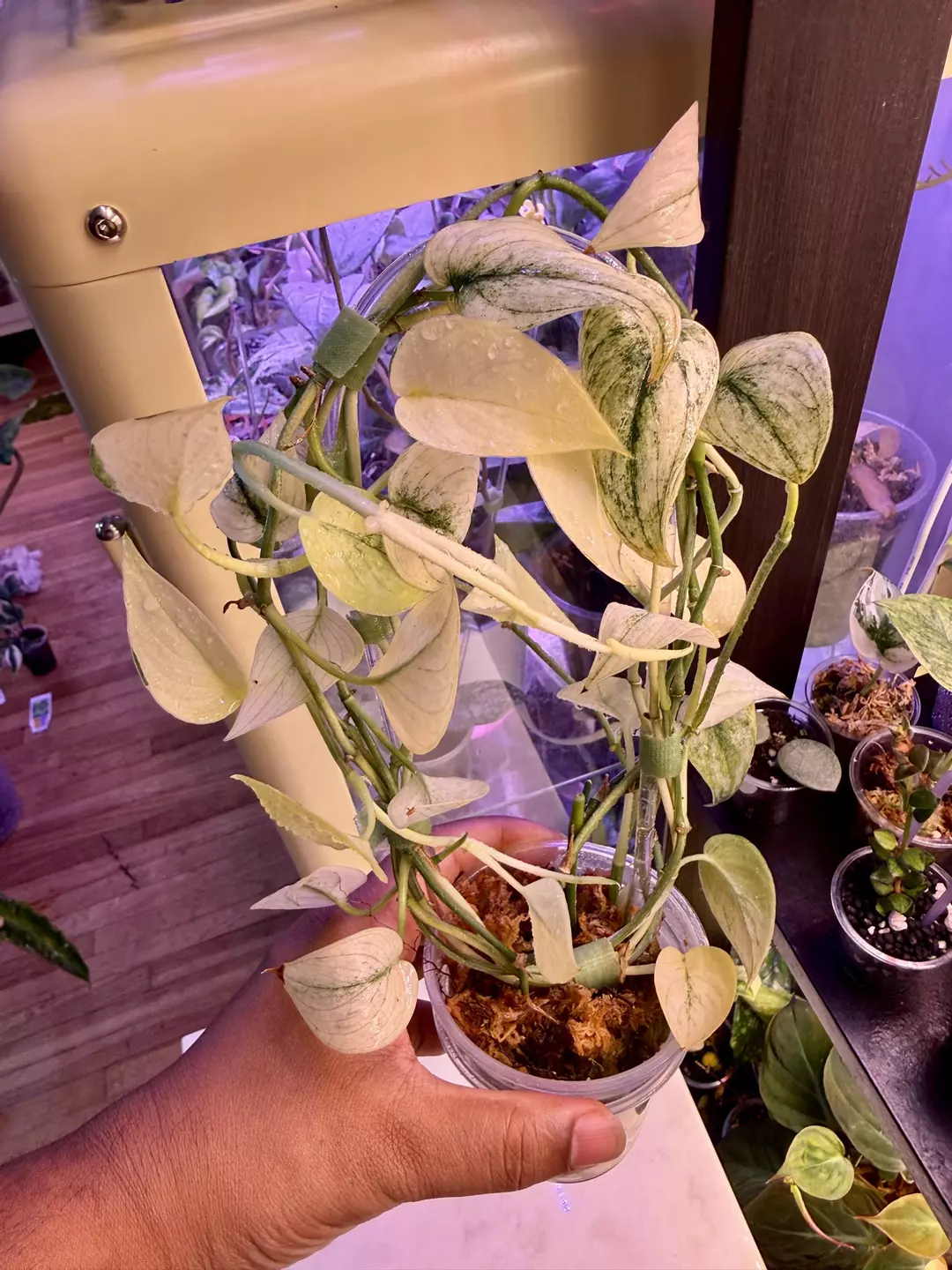 Mayari mint thumbnail