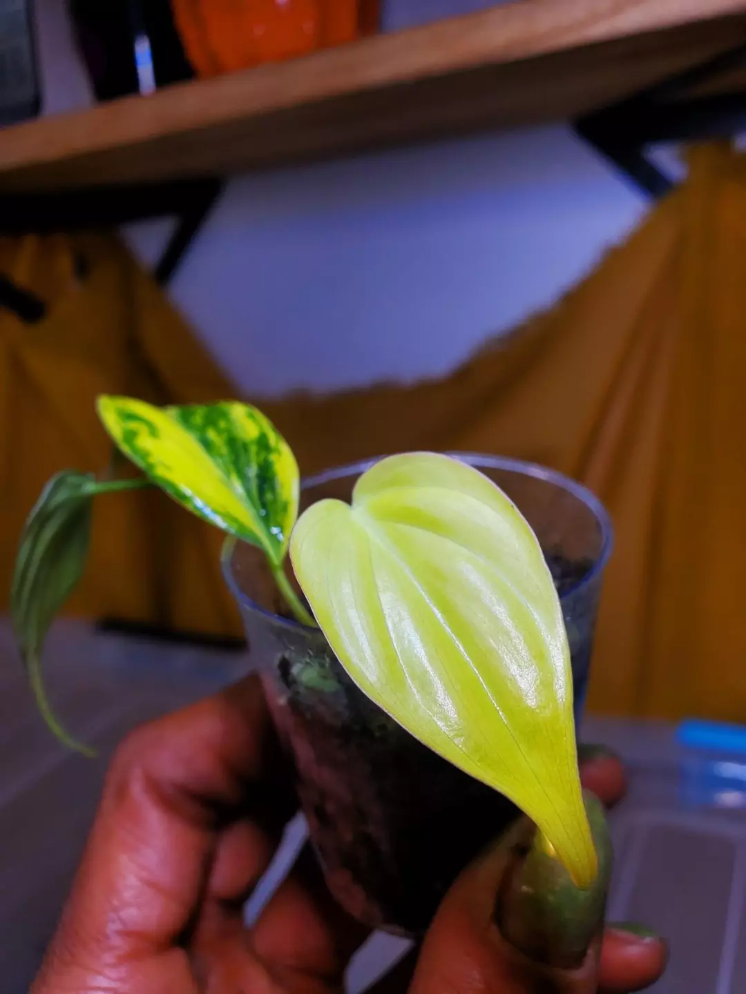 🦄 Aurea Micans Philodendron 🪴✨️ Rooted Cutting thumbnail